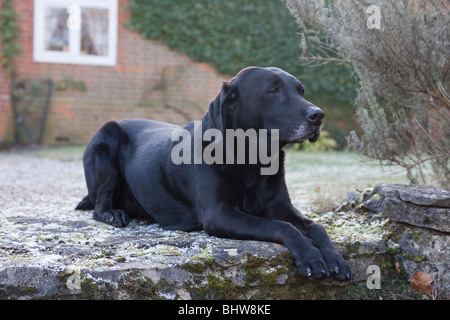 Anziani labrador nero seduti sui gradini di pietra di fronte a casa Foto Stock