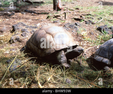 Tortoise gigante di Aldabra, la Digue, Isole interne, Repubblica delle Seychelles Foto Stock