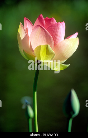 Rosa e giallo fiore di loto lo Zoo di Sacramento Sacramento California USA Foto Stock