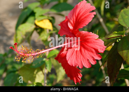 Carino e fresco colore rosso pattino fiore (Hibiscus rosa-sinensis) Foto Stock