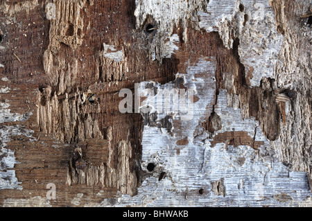 Legno marcio Foto Stock