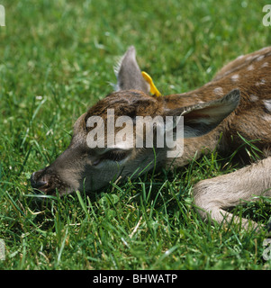 Un giorno il vecchio allevamento cervo rosso di vitello, Herefordshire Foto Stock