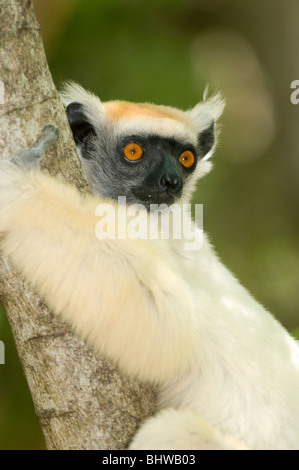 Golden-crowned sifaka (Propithecus tattersallli) Fenamby Riserva, Daraina, nord-est del Madagascar in via di estinzione Foto Stock