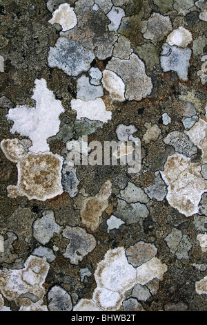 Patchwork di licheni Crustose su una roccia Foto Stock