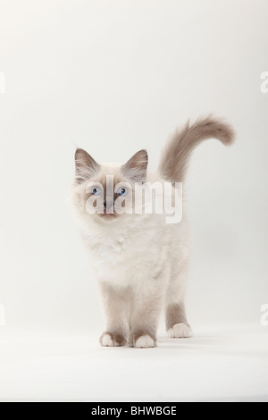 Gatto Sacri di Birmania, gattino, 12 settimane / Birman Foto Stock