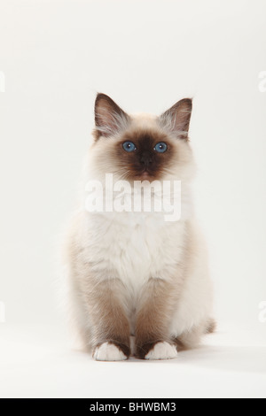 Gatto Sacri di Birmania, gattino, 12 settimane / Birman Foto Stock