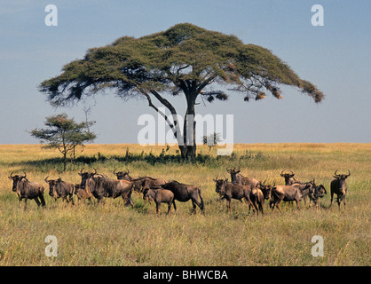 Un piccolo allevamento di blu gnu pascolano sotto un gigantesco albero di acacia sulle pianure del Serengeti National Park in Tanzania Foto Stock