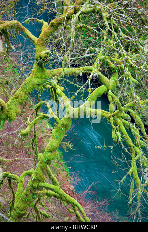 Moss in acero con Eagle Creek. Columbia River Gorge National Scenic Area, Oregon Foto Stock