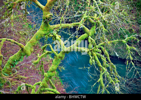 Moss in acero con Eagle Creek. Columbia River Gorge National Scenic Area, Oregon Foto Stock