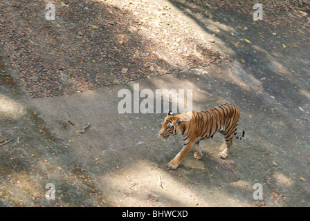 Wild Tiger è entrato in zona villaggio e camminando lentamente in rivestite di cemento spazio aperto.Scene dal Kerala, India Foto Stock