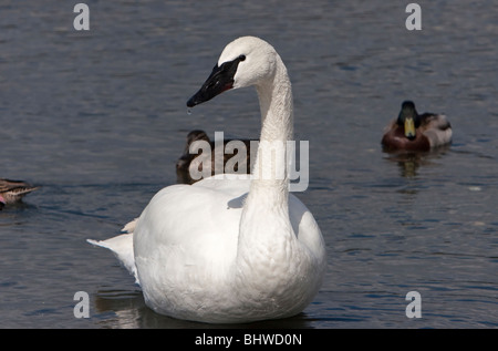 Trumpeter Swan Cygnus buccinatore a Laguna Esquimalt Victoria Vancouver Island BC nel mese di aprile con le anatre dietro Foto Stock