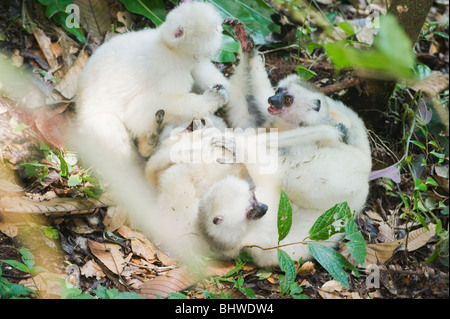 Silky Sifaka (Propithecus candidus) in via di estinzione, giocando sul terreno, Marojejy National Park, MADAGASCAR Foto Stock