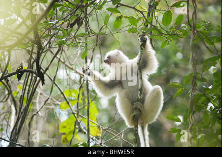 Silky Sifaka (Propithecus candidus) in via di estinzione, Marojejy National Park, Madagascar Foto Stock