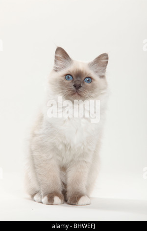 Gatto Sacri di Birmania, gattino, 12 settimane / Birman Foto Stock