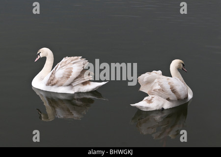 I giovani cigni nuotare sulla Cosmeston Lake in Cosmeston Country Park Penarth Galles del Sud Foto Stock