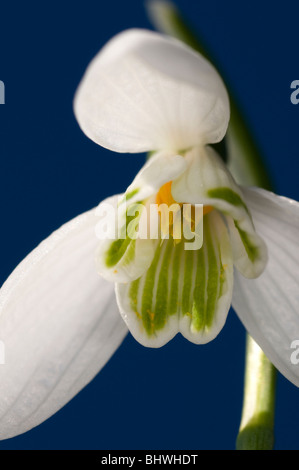 Un singolo snowdrop contro un chiaro blu cielo a molla Foto Stock