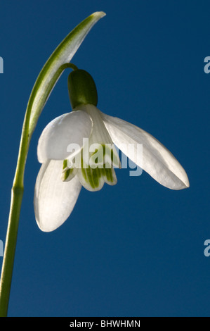 Un singolo snowdrop contro un chiaro blu cielo a molla Foto Stock