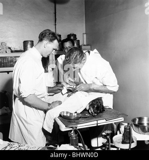 I veterinari presso il popolo del dispensario per gli animali malati (PDSA), Londra, 1951. Artista: Henry Grant Foto Stock