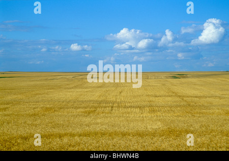 Vasto campo di grano sulle grandi pianure in Williams County, il Dakota del Nord, STATI UNITI D'AMERICA Foto Stock