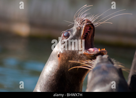 Sea Lion barking aggressivo Foto Stock