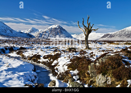 Lone Tree su un snowy Rannoch Moor con Buachaille Etive Mor in background Foto Stock