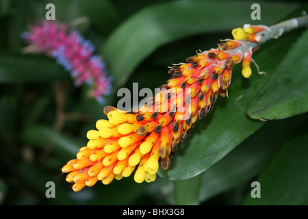 Giallo & colore Arancio fiore tropicale Foto Stock