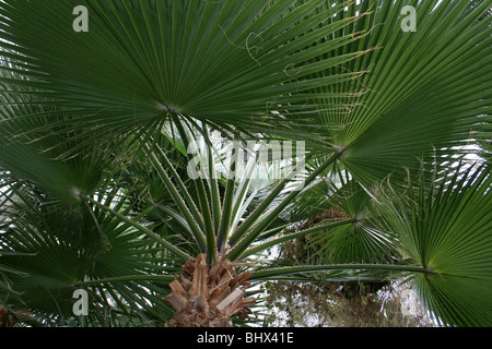 Foglie di deserto di fan di palma Washingtonia filifera presi in Sefton Park giardino delle palme, Liverpool, Regno Unito Foto Stock