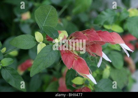 Gamberi messicano impianto Justicia brandegeeana Foto Stock