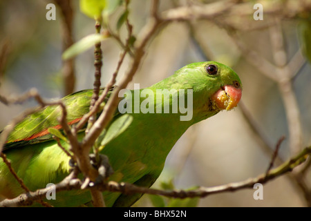 Rosso-winged Parrot a Nitmiluk National Park vicino a Katherine, il Territorio del Nord, l'Australia Foto Stock