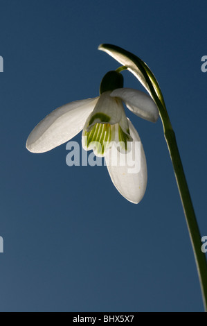 Un singolo snowdrop contro un chiaro blu cielo a molla Foto Stock