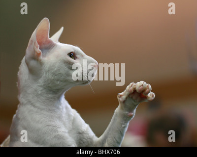 Pedigree glabre Cat - bianco Cornish Rex. Il Cornish Rex non ha capelli tranne per il basso. Foto Stock