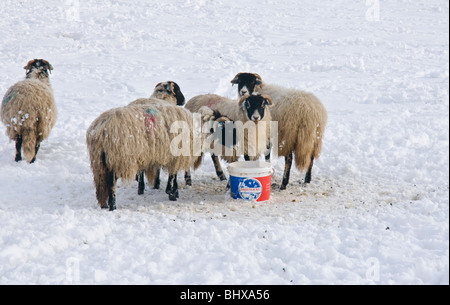 Pecore intorno a Salt Lick nella neve in Wensleydale, Yorkshire Foto Stock