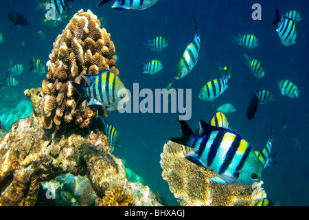 Pesci corallo a Biyadhoo Island Reef , Oceano Indiano , South Male Atoll , Maldive Foto Stock