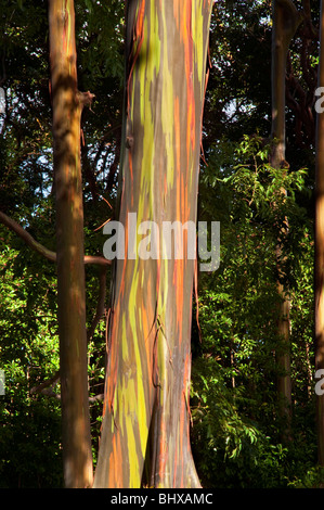 Eucalyptus deglupta o Rainbow eucalipto mostra tronco e corteccia particolare preso sulla strada di Hana Hawaii Maui. Foto Stock