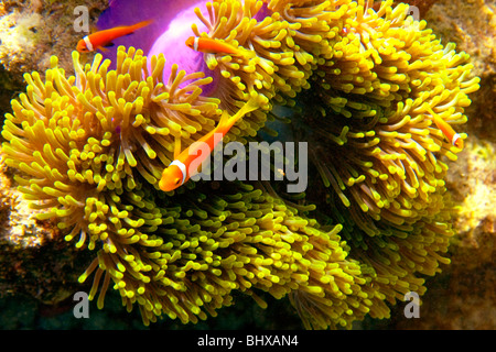 Falso pesce pagliaccio con anemone , Biyadhoo Island South Male Atoll Maldive Foto Stock