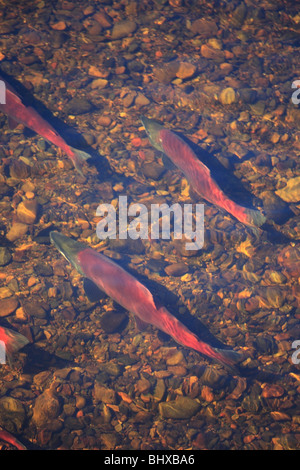 Il Salmone Sockeye nel canale di deposizione delle uova, Fulton Fiume Enhancement Facility, Granisle, BC Foto Stock