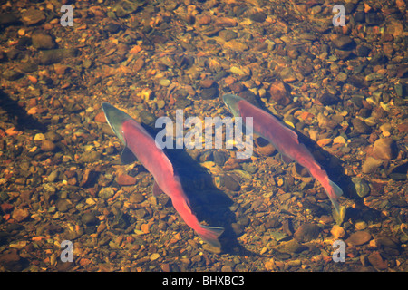 Il Salmone Sockeye nel canale di deposizione delle uova, Fulton Fiume Enhancement Facility, Granisle, BC Foto Stock