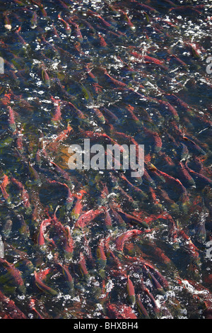 Il Salmone Sockeye nel canale di deposizione delle uova, Fulton Fiume Enhancement Facility, Granisle, BC Foto Stock