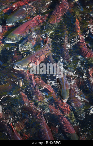 Il Salmone Sockeye nel canale di deposizione delle uova, Fulton Fiume Enhancement Facility, Granisle, BC Foto Stock