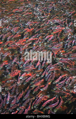 Il Salmone Sockeye nel canale di deposizione delle uova, Fulton Fiume Enhancement Facility, Granisle, BC Foto Stock