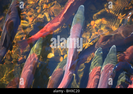 Il Salmone Sockeye nel canale di deposizione delle uova, Fulton Fiume Enhancement Facility, Granisle, BC Foto Stock