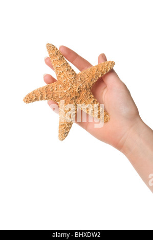 Mano azienda starfish Foto Stock