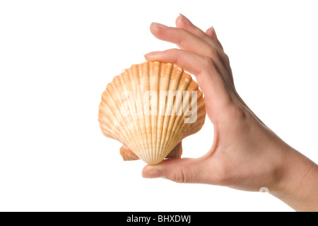 Mano che tiene il seashell Foto Stock