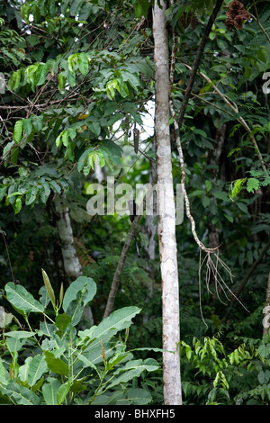 La foresta pluviale amazzonica del Perù è altamente biodiversi e le sue rare di animali, piante e culture indigene sono minacciate. Foto Stock