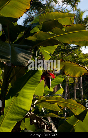 La foresta pluviale amazzonica del Perù è altamente biodiversi e le sue rare di animali, piante e culture indigene sono minacciate. Foto Stock