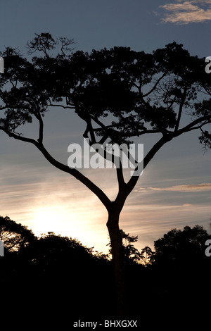 La foresta pluviale amazzonica del Perù è altamente biodiversi e le sue rare di animali, piante e culture indigene sono minacciate. Foto Stock