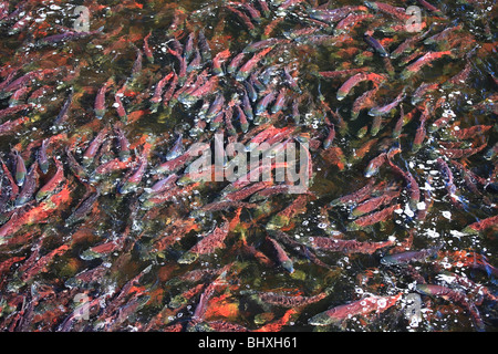 Il Salmone Sockeye nel canale di deposizione delle uova, Fulton Fiume Enhancement Facility, Granisle, BC Foto Stock