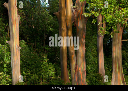 Eucalyptus deglupta o Rainbow eucalipto mostra tronco e corteccia particolare preso sulla strada di Hana Hawaii Maui. Foto Stock