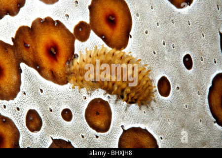 Cetriolo marittimo worm di scala, Gastrolepidia clavigera, strisciando sul suo host holothurian, Bohadschia argus. Foto Stock