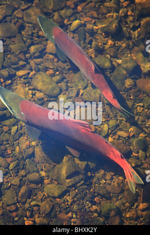 Il Salmone Sockeye nel canale di deposizione delle uova, Fulton Fiume Enhancement Facility, Granisle, BC Foto Stock